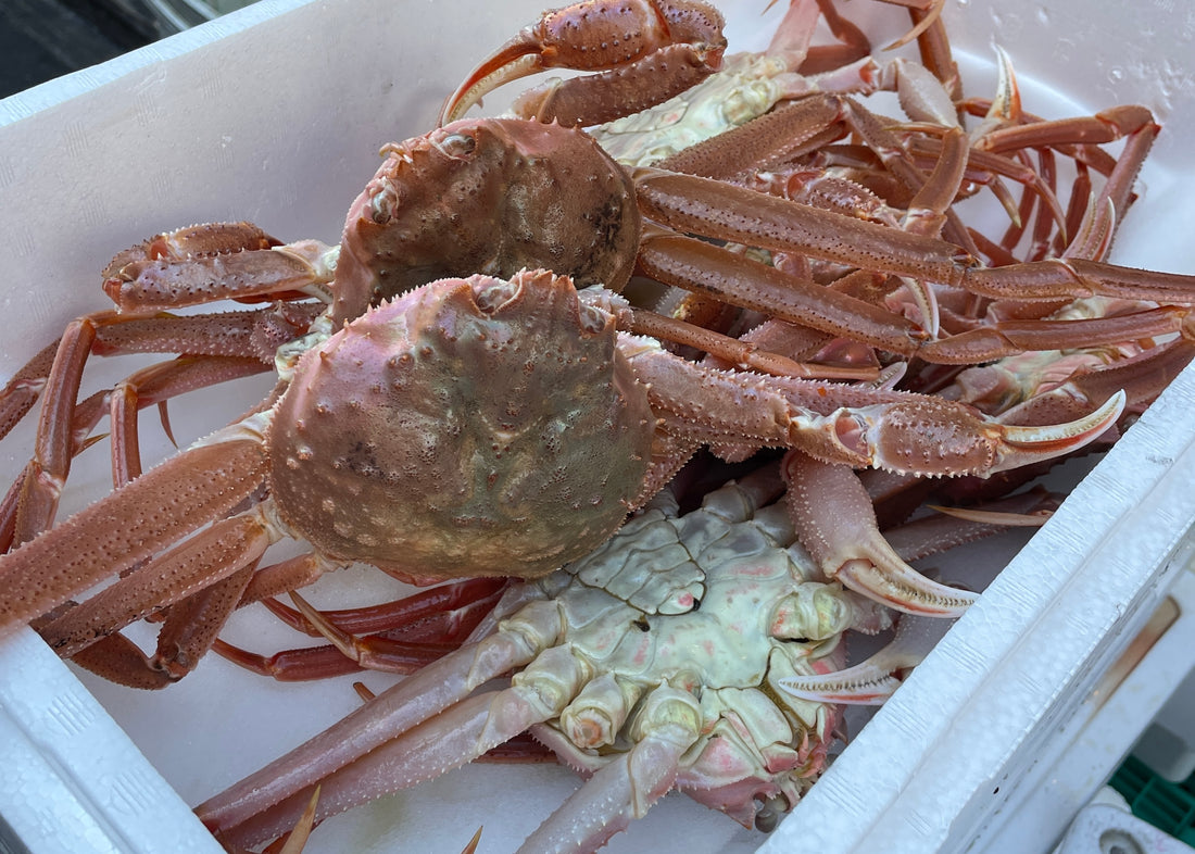 豊洲場外食堂魚金 神楽坂店